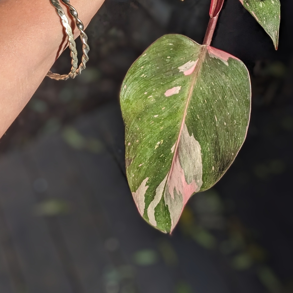 Pink Princess cutting *ONE NODE*